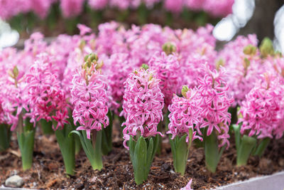 Close-up of pink flowering plants