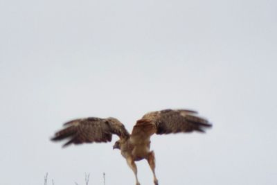 Close-up of an animal over white background