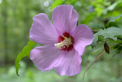Close-up of flower blooming outdoors