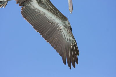 Low angle view of eagle flying against clear blue sky