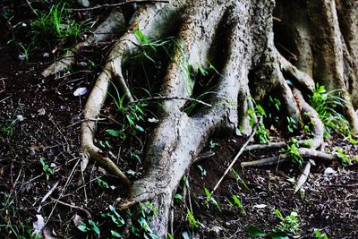 Close-up of tree trunk in forest