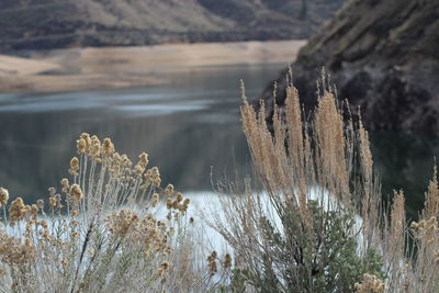 Plants growing on rocks against mountains during winter