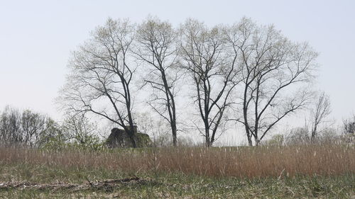 Bare trees on field against sky