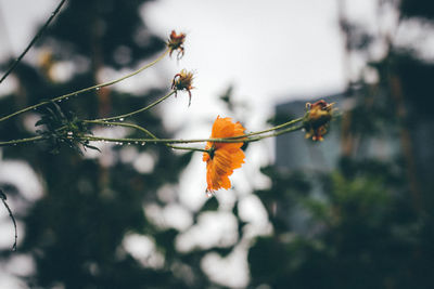 Close-up of leaves growing on tree