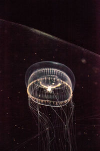 Close-up of jellyfish swimming in water