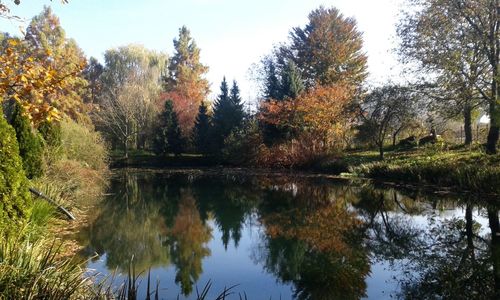 Reflection of trees in pond