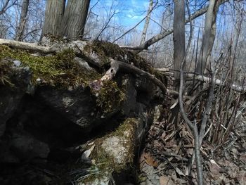 Low angle view of horse on tree against sky