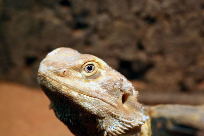 Close-up of lizard