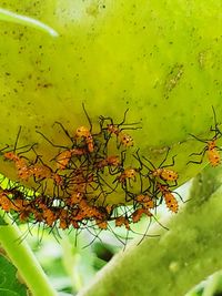 Close-up of insect on plant