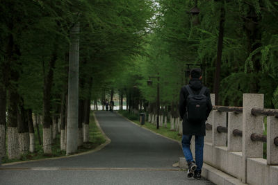 Rear view of man walking on footpath amidst trees