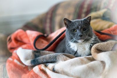 Snuggly old cat