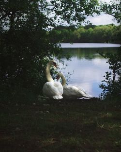 Swan on lake