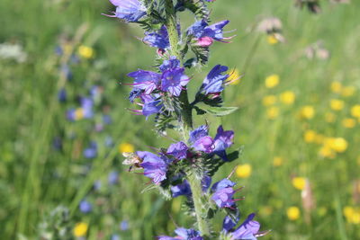 Close-up of purple flowers blooming outdoors