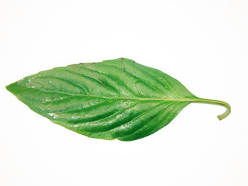 Close-up of green leaf against white background