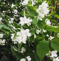 Close-up of white flowers