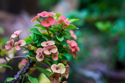 Close-up of pink flowering plant