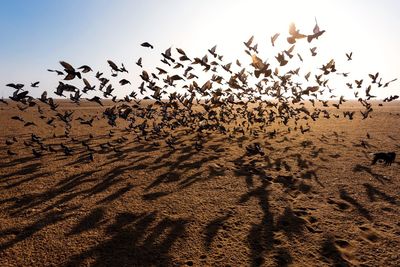 View of birds on land against the sky