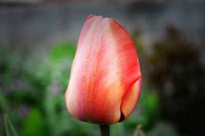 Close-up of pink tulip blooming outdoors