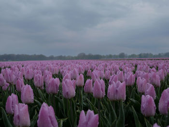 Close-up of pink crocus flowers growing on field