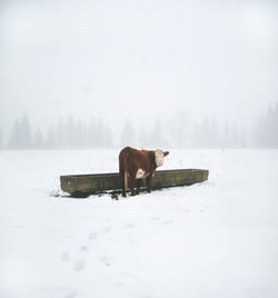 Dog standing on snow