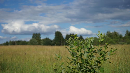 Plants growing on field against sky