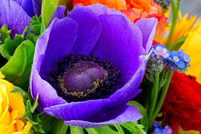 Close-up of purple flowering plant