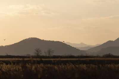 Scenic view of field against sky during sunset