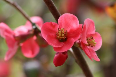 Close-up of pink cherry blossom