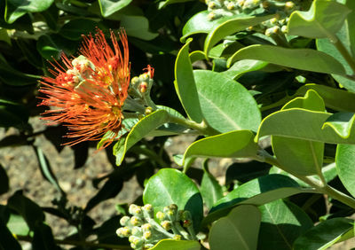 Close-up of flowering plant