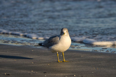 Seagull perching on a beach