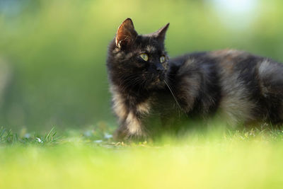 Portrait of cat on field