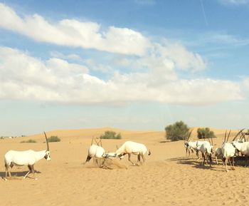 Oryx on sand at desert against sky