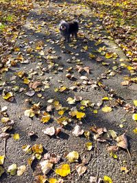 High angle view of dog falling on leaves