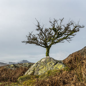 Tree on rock against sky