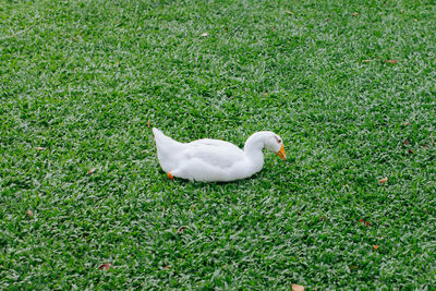 High angle view of white duck on field