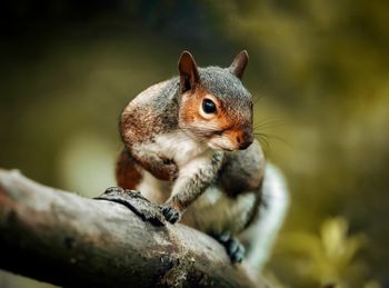 Close-up of squirrel