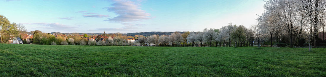 Scenic view of grassy field against sky