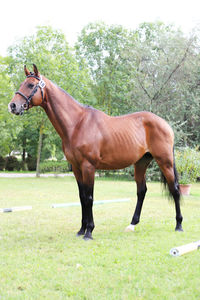 Side view of horse in ranch