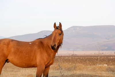 Horse standing on field against sky