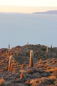 View of a desert