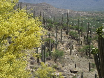 High angle view of succulent plants on land