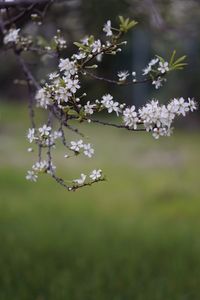 Close-up of cherry blossom tree