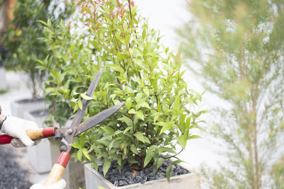 Close-up of hand holding plant