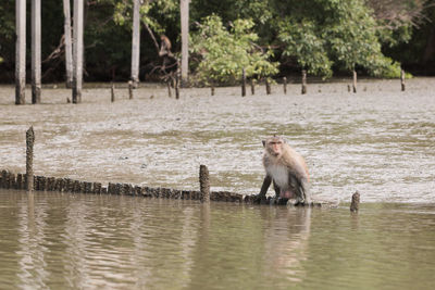 Monkeys in a lake