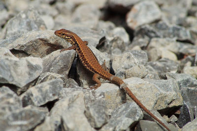 Close-up of lizard on rock