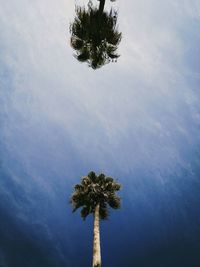 Low angle view of palm tree against sky