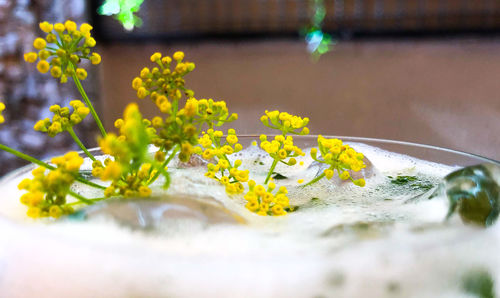 Close-up of yellow flowering plant