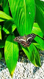 Close-up of butterfly on leaves