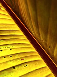 Full frame shot of yellow leaf