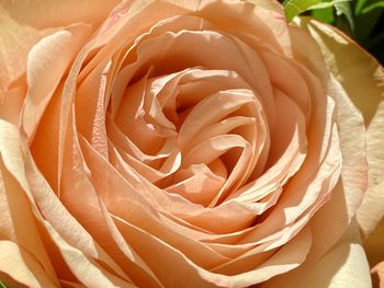 Close-up of rose bouquet